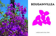 Load image into Gallery viewer, Super Bloom: A Field Guide to Flowers for Every Gardener