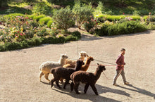 Load image into Gallery viewer, Loving Alpaca