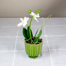 Load image into Gallery viewer, Green Freya Mini Ceramic Scalloped Pot with Faux Orchid