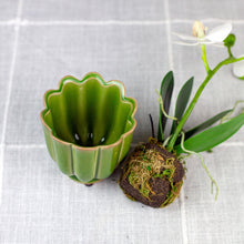Load image into Gallery viewer, Green Freya Mini Ceramic Scalloped Pot with Faux Orchid