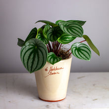 Load image into Gallery viewer, Plant Bundle Gift Set