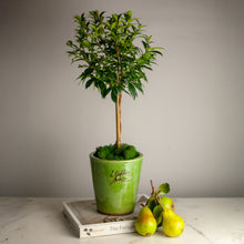 Load image into Gallery viewer, Mini Mazagran, Poterie de la Madeleine, assorted colors