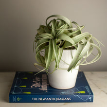 Load image into Gallery viewer, Mini Mazagran, Poterie de la Madeleine, assorted colors