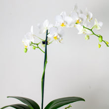 Load image into Gallery viewer, The Gardener Gift or Subscription