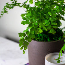 Load image into Gallery viewer, The Green Thumb Gift or Subscription