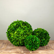 Load image into Gallery viewer, Preserved Boxwood Sphere