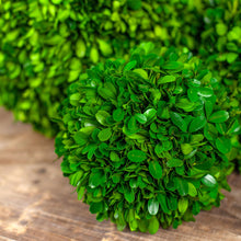 Load image into Gallery viewer, Preserved Boxwood Sphere