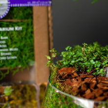 Load image into Gallery viewer, Terrarium Starter Kit