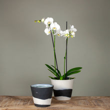 Load image into Gallery viewer, Wedgwood Pots B&W