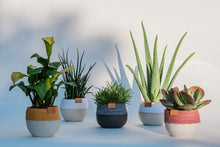 Load image into Gallery viewer, Ceramic and Cotton Rope Cachepots