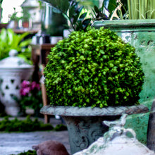 Load image into Gallery viewer, Preserved Boxwood Sphere