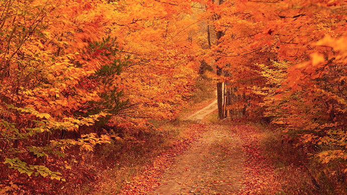 October Brings So Many Feels and Squeamish Screams