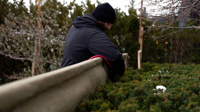 Protecting Evergreens for the Winter