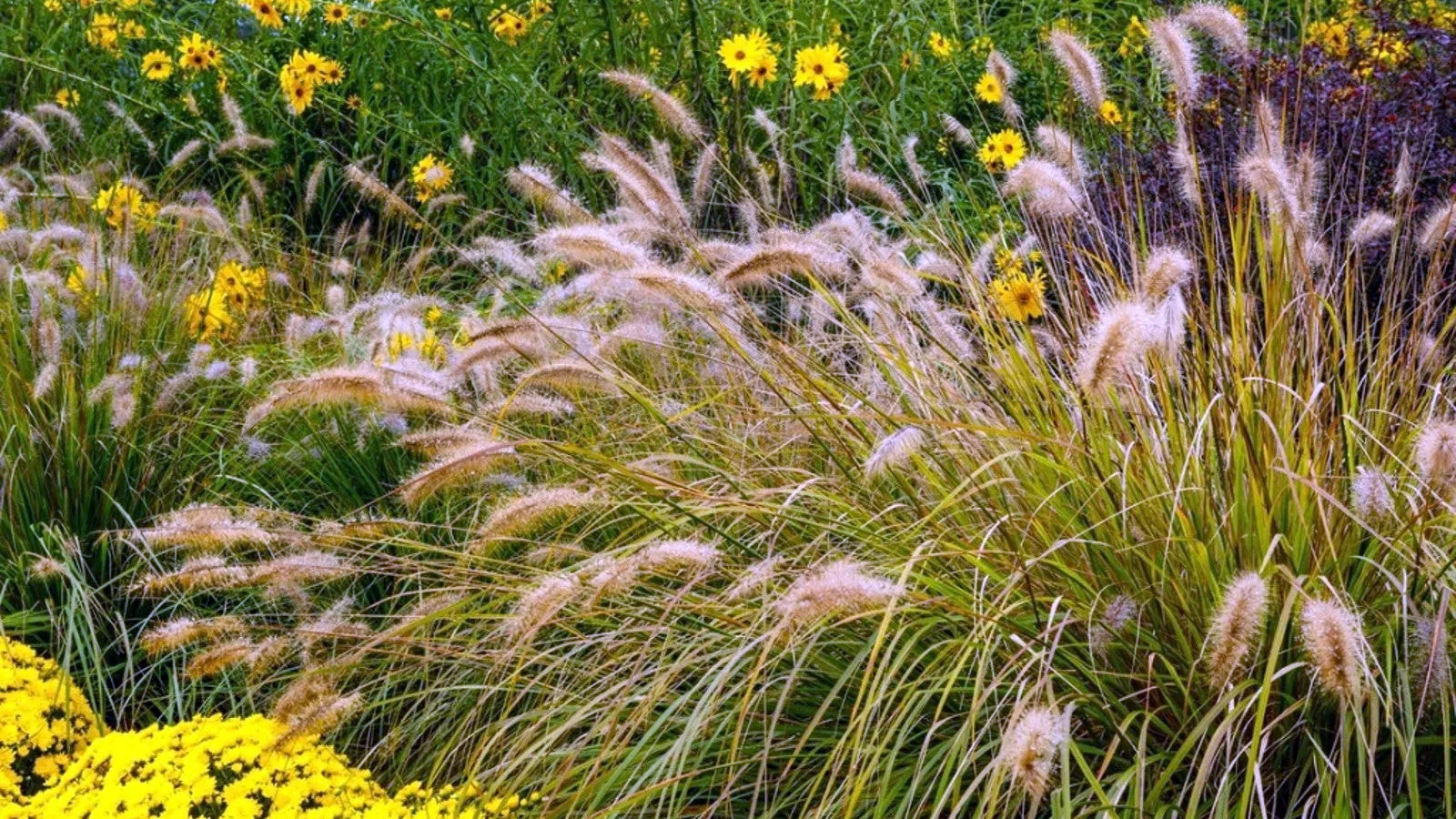 Autumn Aesthetic: Grasses & Fall Plants for Landscapes and Containers