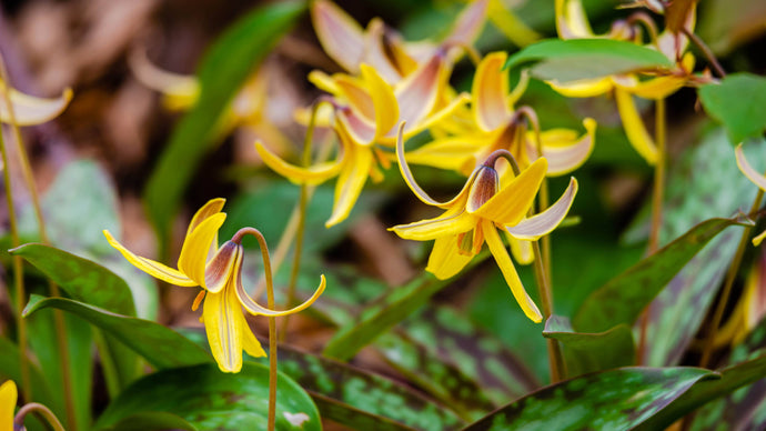 Fall Bulb Favorites