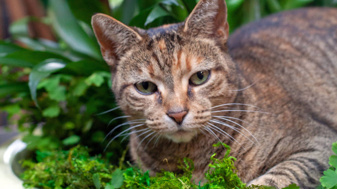 Pet Friendly Plants