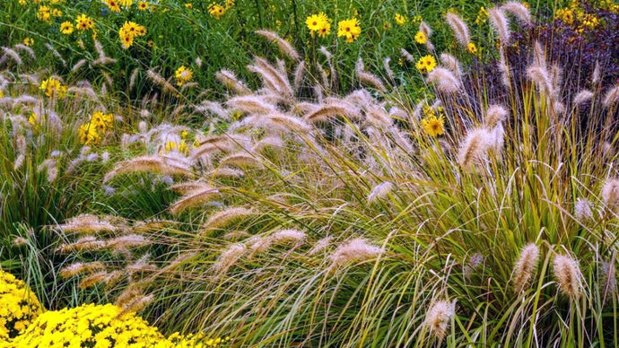Autumn Aesthetic: Grasses & Fall Plants for Landscapes and Containers