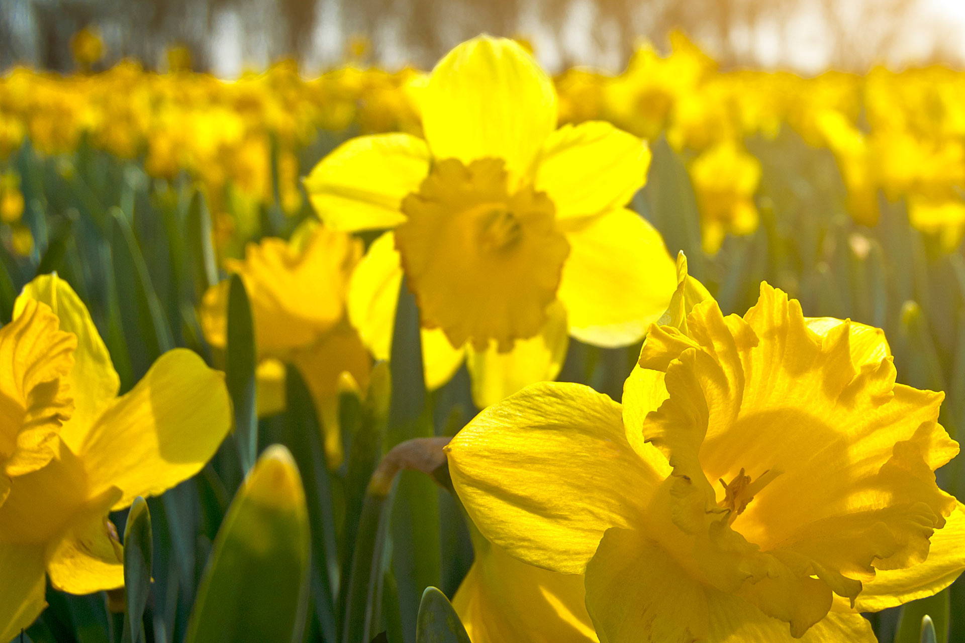 Daffodils for Detroit