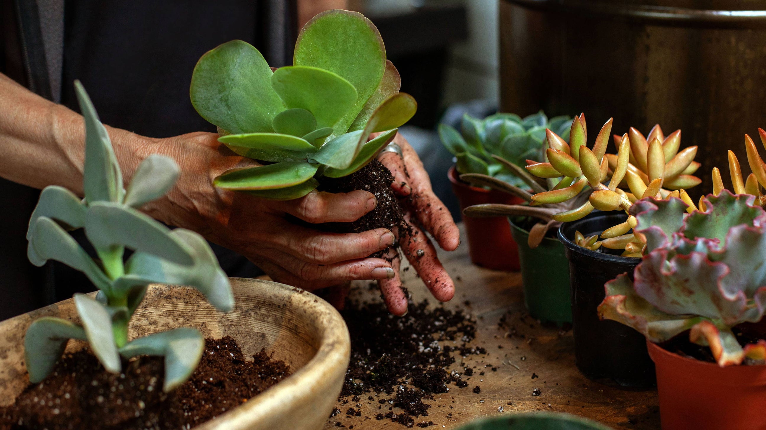 A Succulent Planting for Outdoors