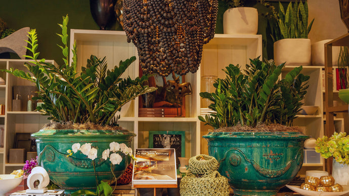 Plants for Every Expertise Level