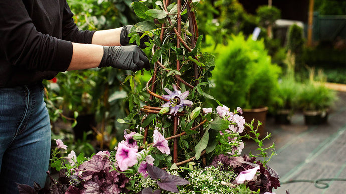 A Passion for Summer Container Planting