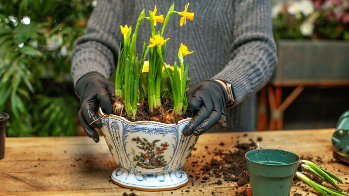 Planting a Charming Bulb Beauty