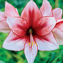 Load image into Gallery viewer, Mossed Amaryllis Bulb, set of 3
