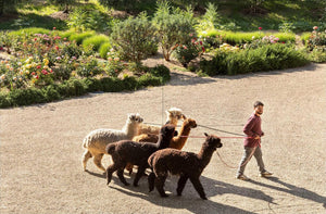 Loving Alpaca