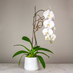 Stunning White Waterfall Orchid Classic