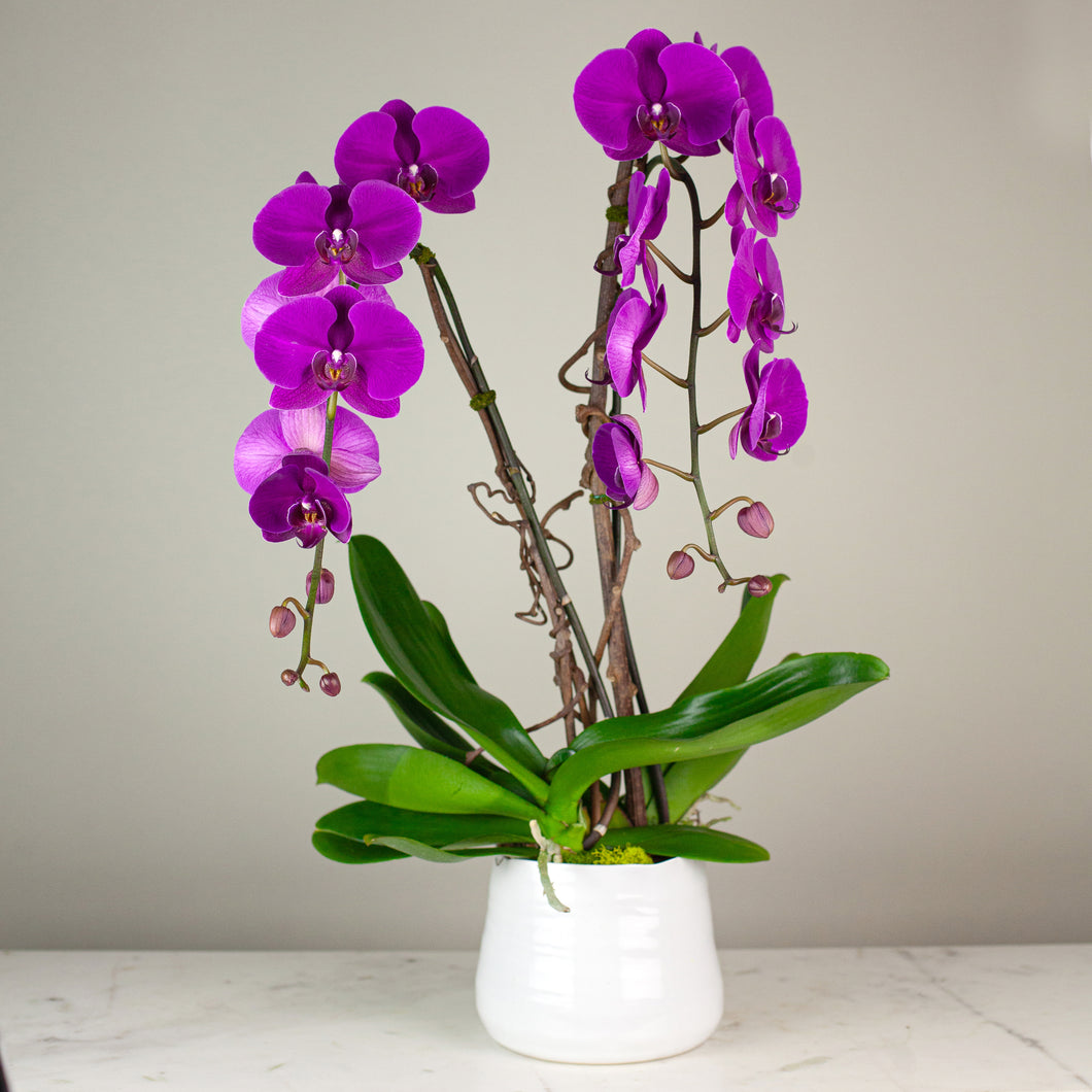 Stunning Purple Waterfall Orchids Deluxe
