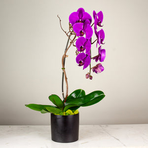 Stunning Purple Waterfall Orchid Classic