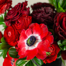 Load image into Gallery viewer, Designer's Choice RED
