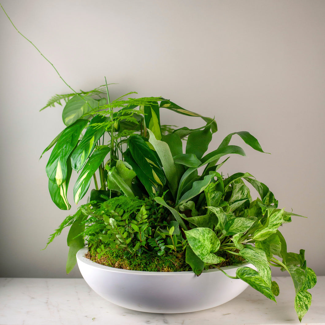 Custom Dish Garden Premium