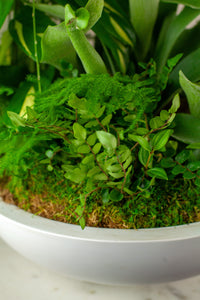 Custom Dish Garden Premium