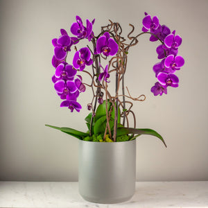 Stunning Purple Waterfall Orchids Premium