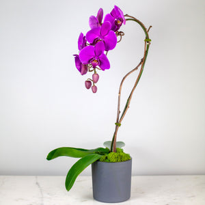 Stunning Purple Waterfall Orchid Classic