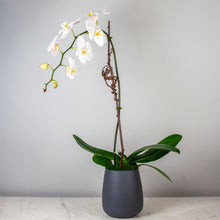 Load image into Gallery viewer, Stunning White Waterfall Orchid Classic
