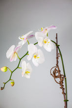 Load image into Gallery viewer, Stunning White Waterfall Orchid Classic
