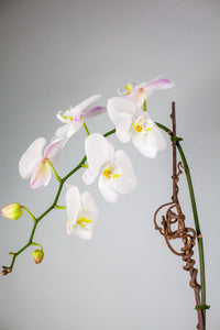 Stunning White Waterfall Orchid Classic