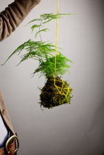 Load image into Gallery viewer, Kokedama Workshop - Saturday, April 12
