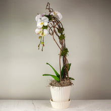 Load image into Gallery viewer, Stunning White Waterfall Orchids Deluxe
