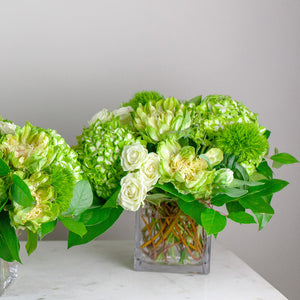 Designer's Choice GREEN & WHITE