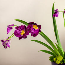 Load image into Gallery viewer, Speciality Orchid and Essential Care Kit
