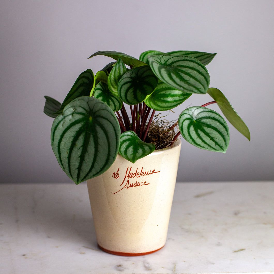 Plant Bundle Gift Set