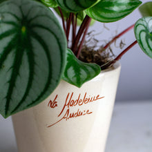 Load image into Gallery viewer, Plant Bundle Gift Set

