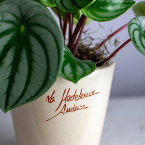 Plant Bundle Gift Set