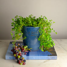 Load image into Gallery viewer, Mini Mazagran, Poterie de la Madeleine, assorted colors
