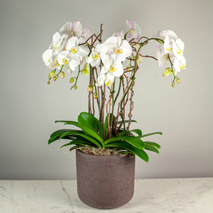 Stunning White Waterfall Orchids Premium