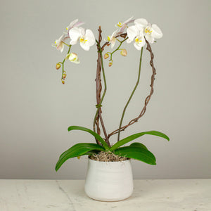 Stunning White Waterfall Orchids Deluxe