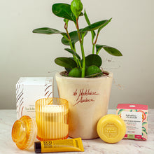 Load image into Gallery viewer, Plant Bundle Gift Set
